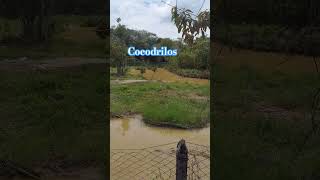 Parque tematico villavicencio 🇨🇴 colombia cocodrilo rios exotic cocodrilo reelanimals short [upl. by Capone]