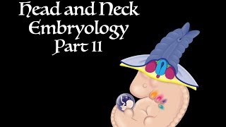 Pharyngeal Arches Development of the Head and Neck Part II [upl. by Markowitz]