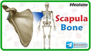 Scapula Bone Anatomy  Animated Osteology Lectures mbbs1styear nationalexittest mbbs [upl. by Thar433]