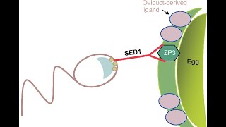 EMBRYOLOGY 2020 Fertilization through the Morula The Beginning of Life Is Achieved [upl. by Guyer]