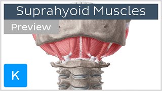 Suprahyoid muscles preview  Human Anatomy  Kenhub [upl. by Eisus494]