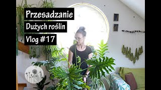 Jak przesadzać DUŻE doniczkowe rośliny domowe Przesadzanie dużych roślin domowych 🌱 Vlog [upl. by Setiram469]