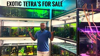 EXOTIC PLANTED AQUARIUM FISH SALE VIDEO  CHENNAI AQUARIUM [upl. by Iztim]