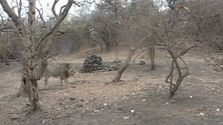 Lion video Gir [upl. by Yreffej]