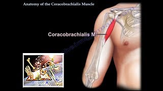 Coracobrachialis Muscle anatomy  Everything You Need To Know  Dr Nabil Ebraheim [upl. by Alban]