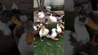 Rabbit And ducks morning 🌄 talhakadihat duck cute rabbitfarming bunny pets youtubeshorts [upl. by Ardnasirhc]