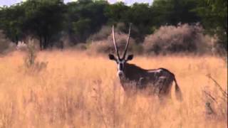 Oryx hunting at Otjere [upl. by Us805]