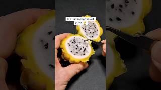 Best time lapse of plant germination germination viralvideo viralreels agricultureandpets [upl. by Aved]