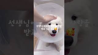 유튜브에서 많은 사랑을 받고있는 모카우유🥰 귀여운 우유🍼 스케일링 받으러 왔어요🥰 부산동물병원 강아지스케일링 해운대동물병원 [upl. by Erfert718]