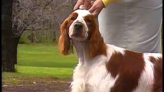 Welsh Springer Spaniel  AKC Dog Breed Series [upl. by Colon]