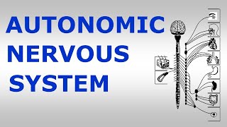 Chp14 AUTONOMIC NERVOUS SYSTEM  Snells NeuroAnatomy  Dr Asif Lectures [upl. by Nehtanhoj619]