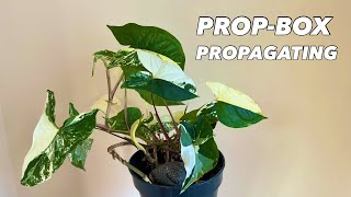 Perlite PropBox Propagation with Syngonium Podophyllum Albo Variegata [upl. by Bonns]