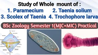 Study of whole mount of Paramecium  Taenia  Scolex [upl. by Sussman936]