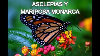 ASCLEPIAS Y MARIPOSA MONARCA [upl. by Kcirddet]