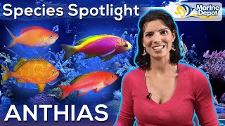 Species Spotlight ANTHIAS  With Hilary Marine Biologist of WaterLogged [upl. by Arika346]