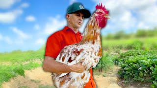 Farmer Accidentally Raises Giant Chicken [upl. by Nynahs]