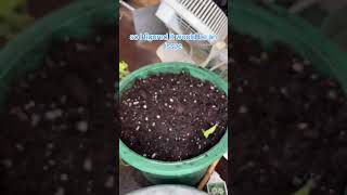 Full Cycle of a Thunbergia Plant Start to Finish shorts [upl. by Yenttirb]