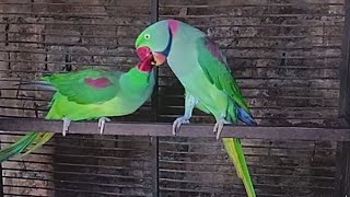 Parrot alexandrine parakeet ray parrot metting video [upl. by Gibun480]