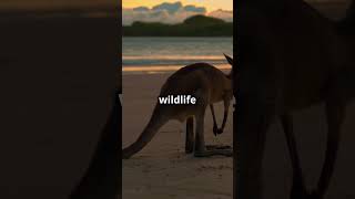 The Worlds Smallest Continent facts naturetrivia funfacts geography australia shorts [upl. by Leiva]