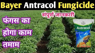 Antracol FungicideBayer Antracol FungicideAntracol Fungicide DetailsDose Price UsePropenib 70 [upl. by Esiole11]