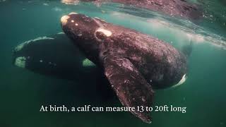 Southern Right Whales  Nature Documentary [upl. by Imena]