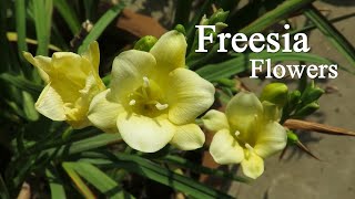 Freesia Flower Freesia Bulb Planting How To Grow Fresia Plants [upl. by Elna]