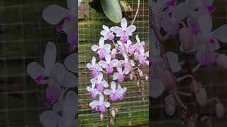 Phaleonopsis lindenii [upl. by Nielson]