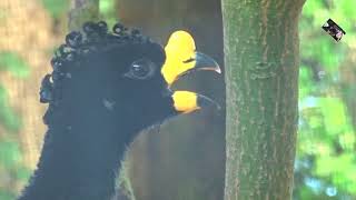 Le Hocco de Daubenton a un un tubercule jaune vif  Zoo d Upie Drôme France [upl. by Dleifniw]