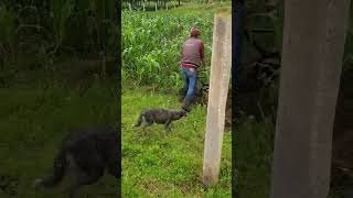 Buenos días 🌱🌱 rancho tractor agricultura soyderancho mexico [upl. by Bluma]