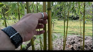 Identify running  clumping bamboo [upl. by Nafets]