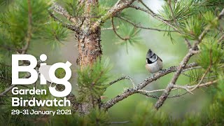 Big Garden Birdwatch Live 2021 — Saturday [upl. by Llewsor]