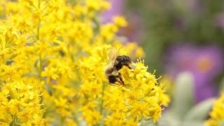 Neonicotinoids The New DDT [upl. by Broome]