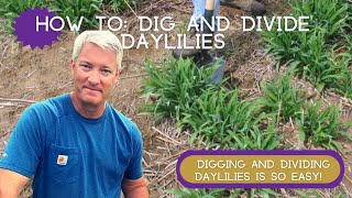 HOW TO DIG AND DIVIDE DAYLILIES  An Easy HowTo [upl. by Shiff68]