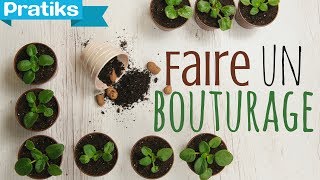 Comment faire un bouturage [upl. by Ahsakal]