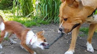 Fight Chihuahua VS Amstaff [upl. by Anthea64]