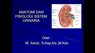 Anatomi Fisiologi Sistem Urinaria Bagian 1 [upl. by Aelsel748]