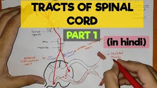 Tracts of Spinal Cord  1  Pyramidal Tracts [upl. by Tterb]