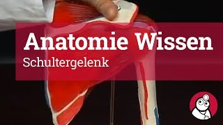 AnatomieWissen Schultergelenk [upl. by Leann]