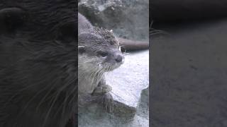 A Day in the Life of Otters Natures Playful Creatures shorts animals wildlife [upl. by Kcirdot]