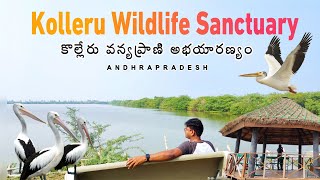 Kolleru Wildlife Sanctuary  4K  Kolleru Lake  AP Tourist Places [upl. by Ivon465]