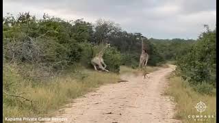 Baby Giraffe Kicks Hunting Lion [upl. by Kavanagh]