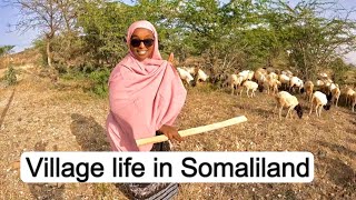 Nomad Lifestyle exploring Village life in Borama Somaliland [upl. by Roda]