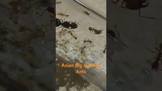 Pheidole Nodus  Pheidole Noda ants pheidole bighead bigheadedants nodus major noda [upl. by Tahp]