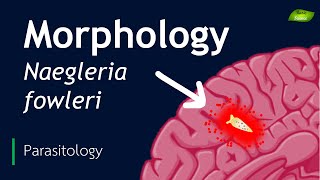 Naegleria fowleri  Morphological features  Parasitology  Basic Science Series [upl. by Faxon]