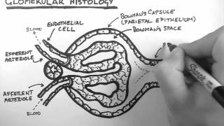 Renal Anatomy 3  Glomerular Histology [upl. by Francene29]