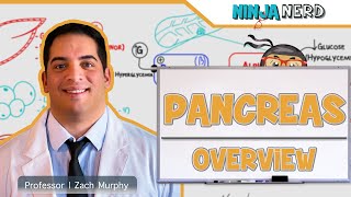 Endocrinology  Pancreas Overview [upl. by Nitas]