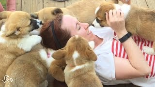 CORGI ATTACK Girl Bombarded By Corgi Puppies  The Dodo [upl. by Gravante]