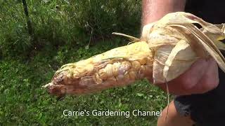 Harvesting Corn Stalks For Fall Decoration How To Bundle Corn Stalks For Fall Decorations [upl. by Eiramlatsyrc]