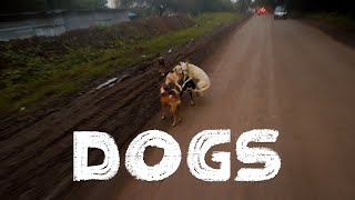 What Da Dogs Doing 😂 Daily Observation India [upl. by Herrmann]