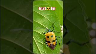 Smart 🪲 Bug unique smart bugytshorts viralvideo [upl. by Dyke944]